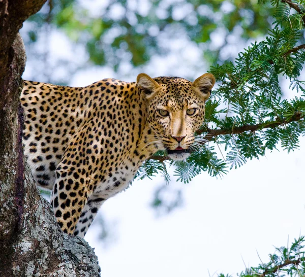 Leopard sitzt auf Baum — Stockfoto