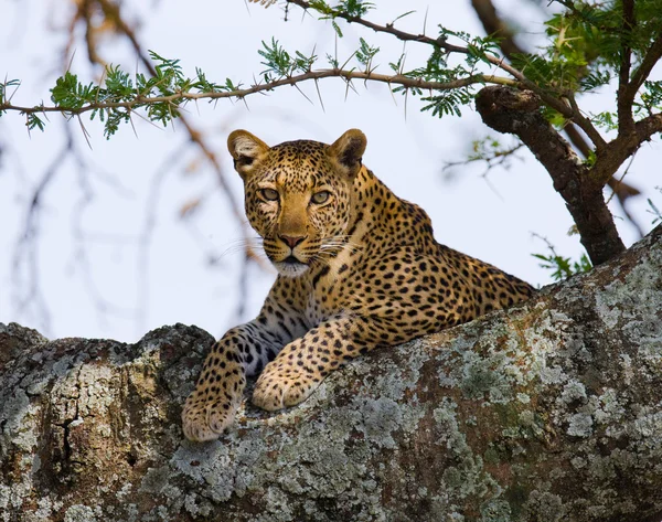 Leopard pihen, feküdt egy fa — Stock Fotó