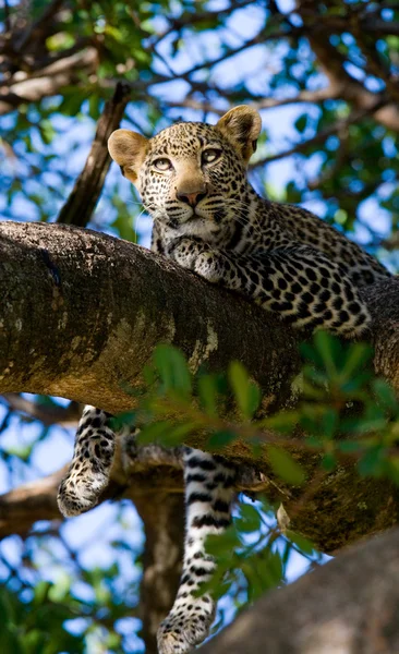 Leopar ağaca yalan dinlenme — Stok fotoğraf