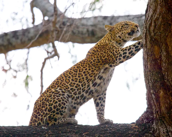 Leopardo sentado en el árbol — Foto de Stock