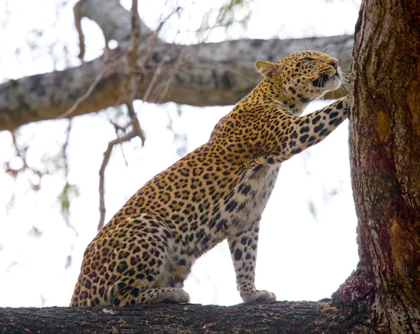 Leopard sitting on tree — Stock Photo, Image