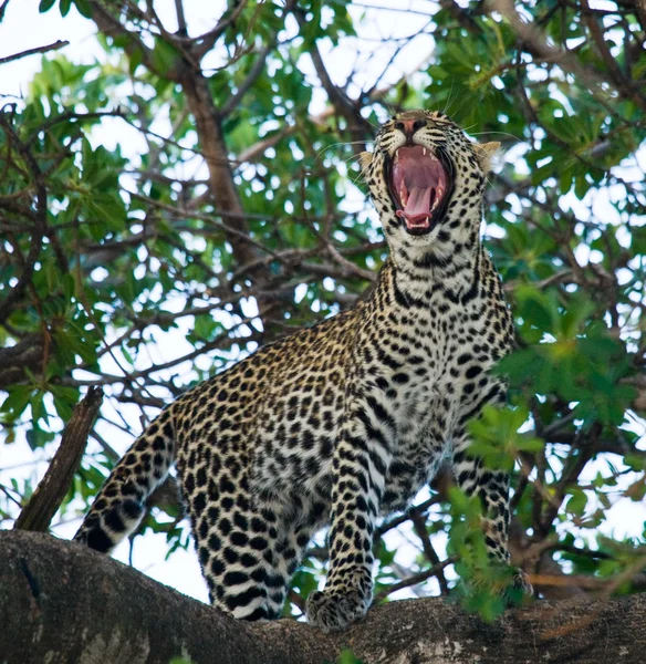 Leopard resting lying on a tree — Stock Photo, Image