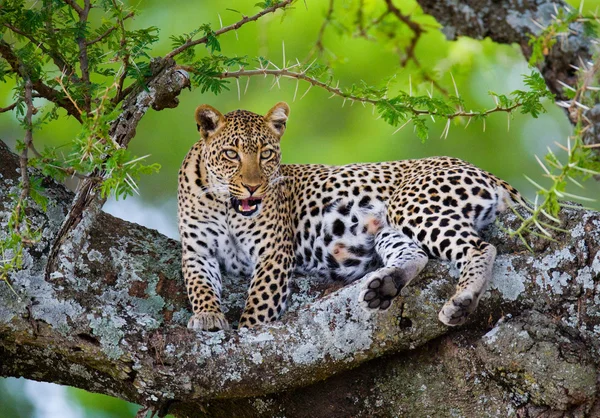 Leopard pihen, feküdt egy fa — Stock Fotó