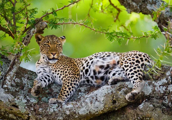 Leopard pihen, feküdt egy fa — Stock Fotó