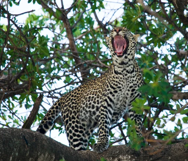 Leopardo selvagem na árvore — Fotografia de Stock