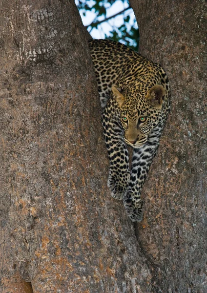 One Leopard on a tree — Stock Photo, Image