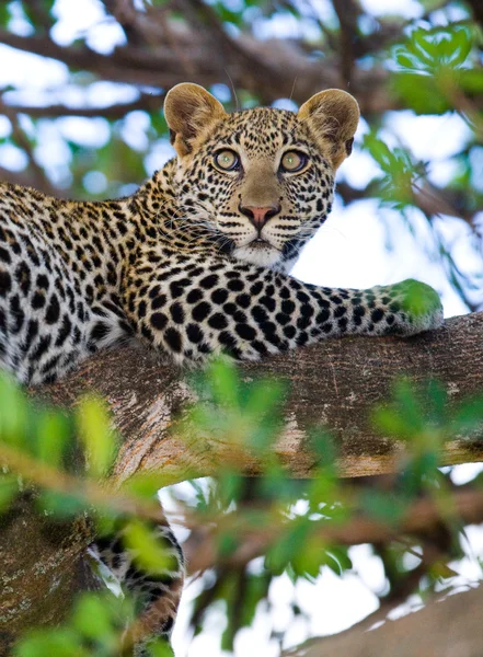 Leopardo descansando deitado em uma árvore — Fotografia de Stock