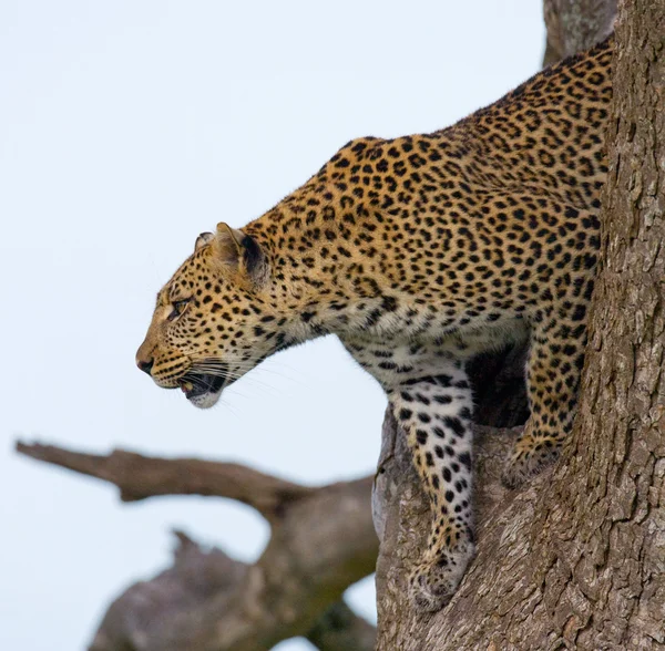 Zblízka portrét leoparda — Stock fotografie