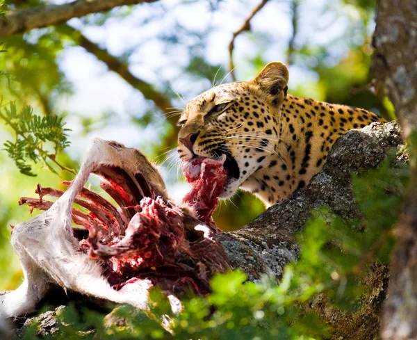 Леопард їсть м'ясо мертвої тварини — стокове фото