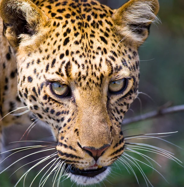 Leopar portresini kapat. — Stok fotoğraf