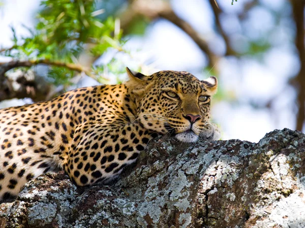 Leopard pihen, feküdt egy fa — Stock Fotó