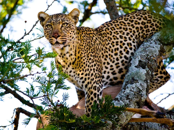 Leopard sitting on tree — Stock Photo, Image