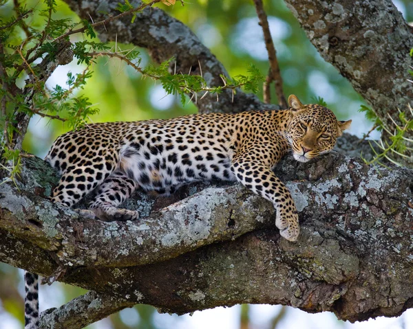 Leopardí odpočívá, ležící na stromě — Stock fotografie