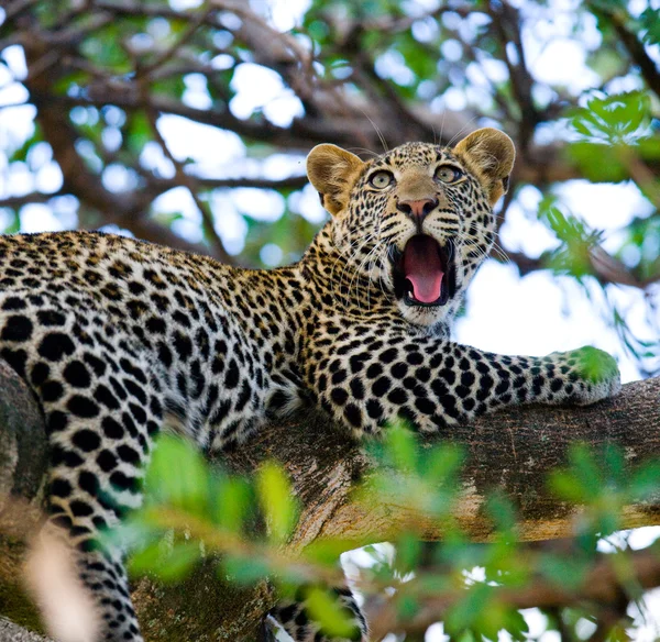 Leopard liggend op een boom rust — Stockfoto