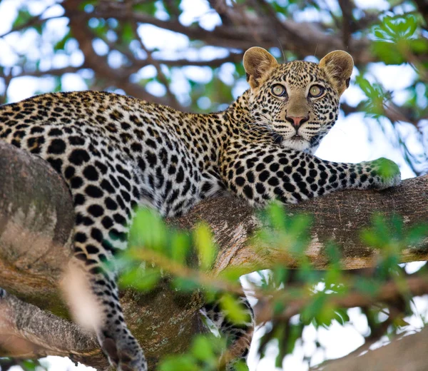 Leopard pihen, feküdt egy fa — Stock Fotó