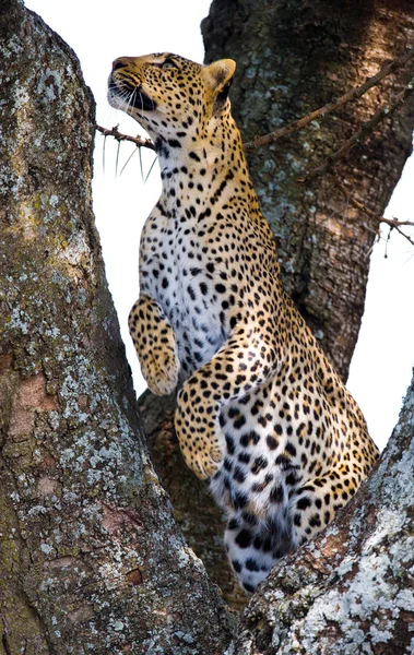 Leopard sitting on tree — Stock Photo, Image