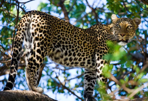 Wilder Leopard auf Baum — Stockfoto