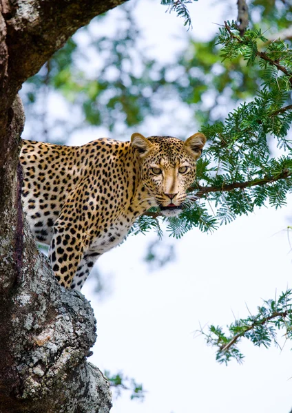 Leopard sitting on tree — Stock Photo, Image