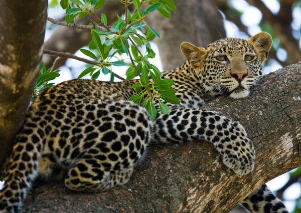 Λεοπάρδαλη που αναπαύεται ξαπλωμένο στο ένα δέντρο — Φωτογραφία Αρχείου