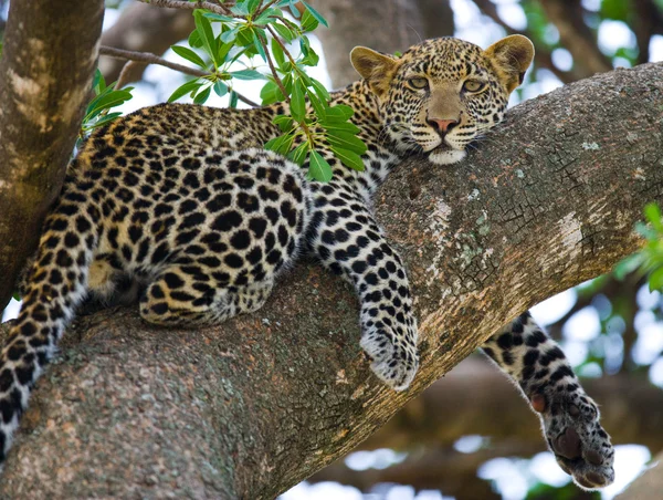 Leopardo descansando deitado em uma árvore — Fotografia de Stock