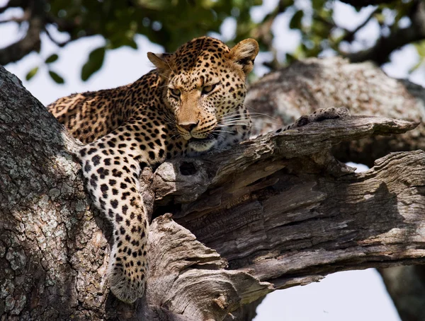 Leopar ağaca yalan dinlenme — Stok fotoğraf