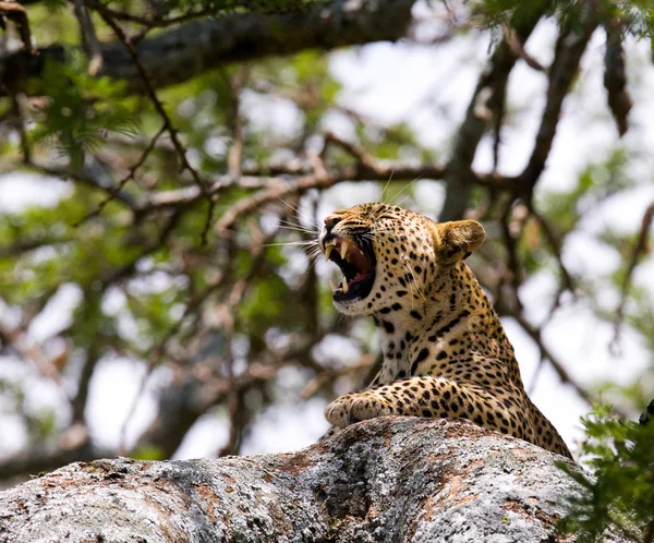 Primer plano retrato de leopardo — Foto de Stock