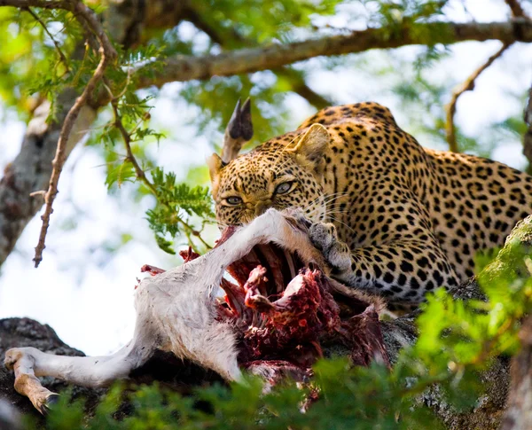 Леопард ест мясо мёртвого животного — стоковое фото