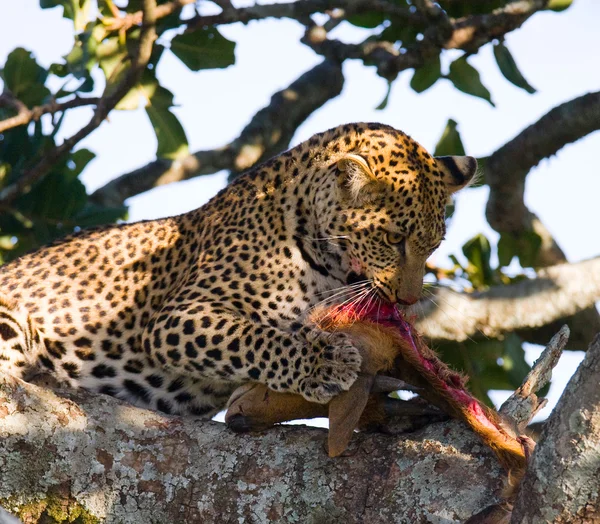 Leopard eating meat of dead animal — Stock Photo, Image