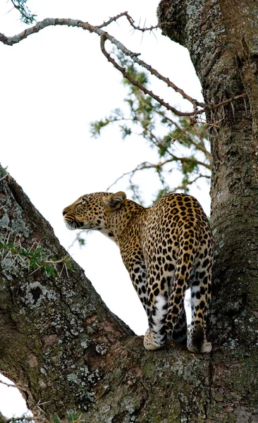 Леопард сидит на дереве — стоковое фото