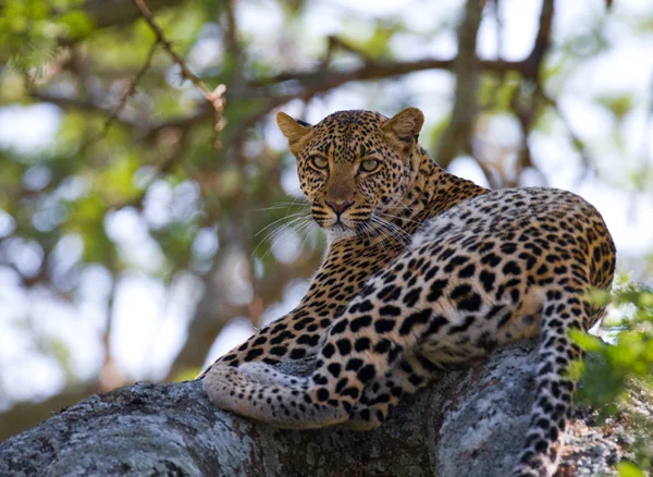 Leopardí odpočívá, ležící na stromě — Stock fotografie