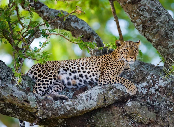 Leopard vila liggande på ett träd — Stockfoto