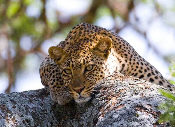 Närbild porträtt av leopard — Stockfoto