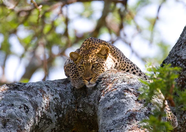 Leopard resting lying in a tree — Stock Photo, Image