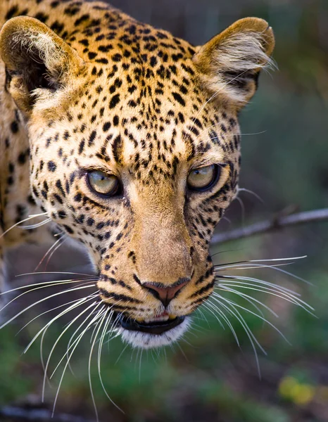 Zblízka portrét leoparda — Stock fotografie