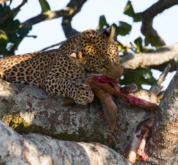 Leopard äta kött av döda djur — Stockfoto
