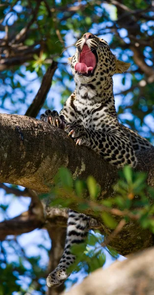 Leopardo descansando sobre un árbol — Foto de Stock