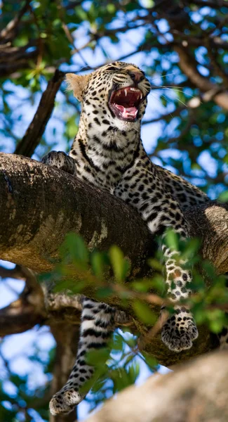 Leopardo descansando sobre un árbol — Foto de Stock