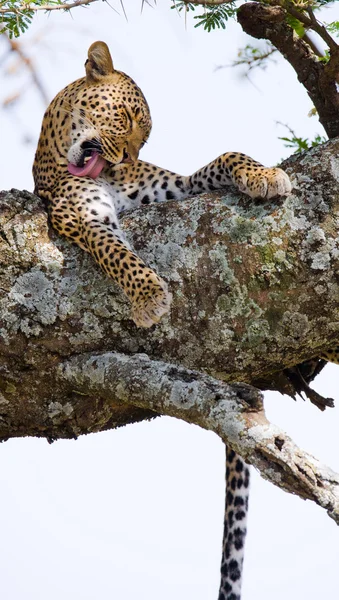 Leopardí odpočívá, ležící na stromě — Stock fotografie