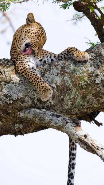 Leopard resting lying on a tree — Stock Photo, Image