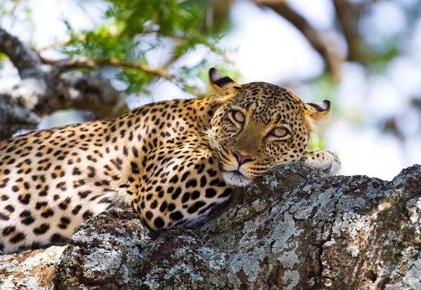豹休息躺在一棵树上 — 图库照片