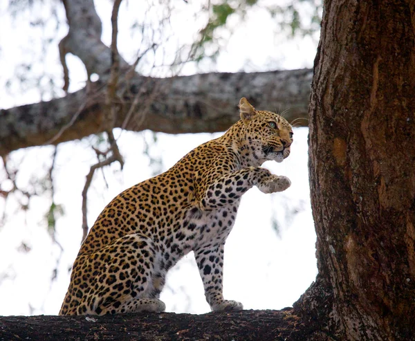 Leopard sitter på trädet Royaltyfria Stockbilder