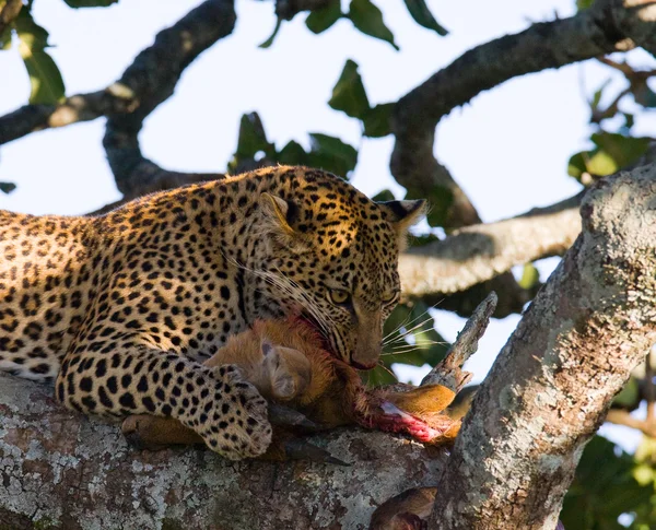 Leopard eten van vlees van dode dier Rechtenvrije Stockfoto's