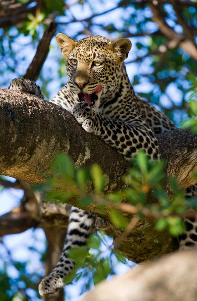 Leopard liggend op een boom rust Rechtenvrije Stockafbeeldingen