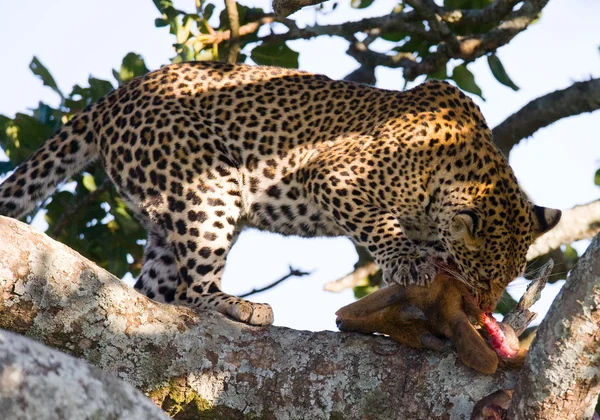 Leopardo che mangia carne di animali morti Immagine Stock