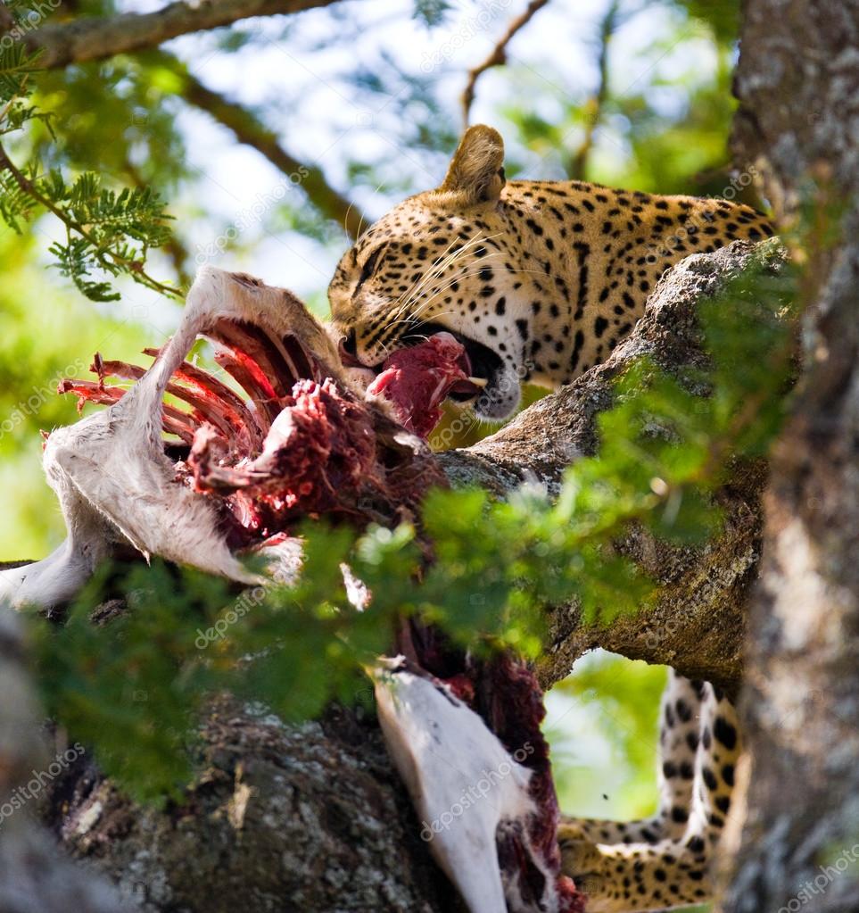 Leopard eating meat of dead animal Stock Photo by ©GUDKOVANDREY 96523398