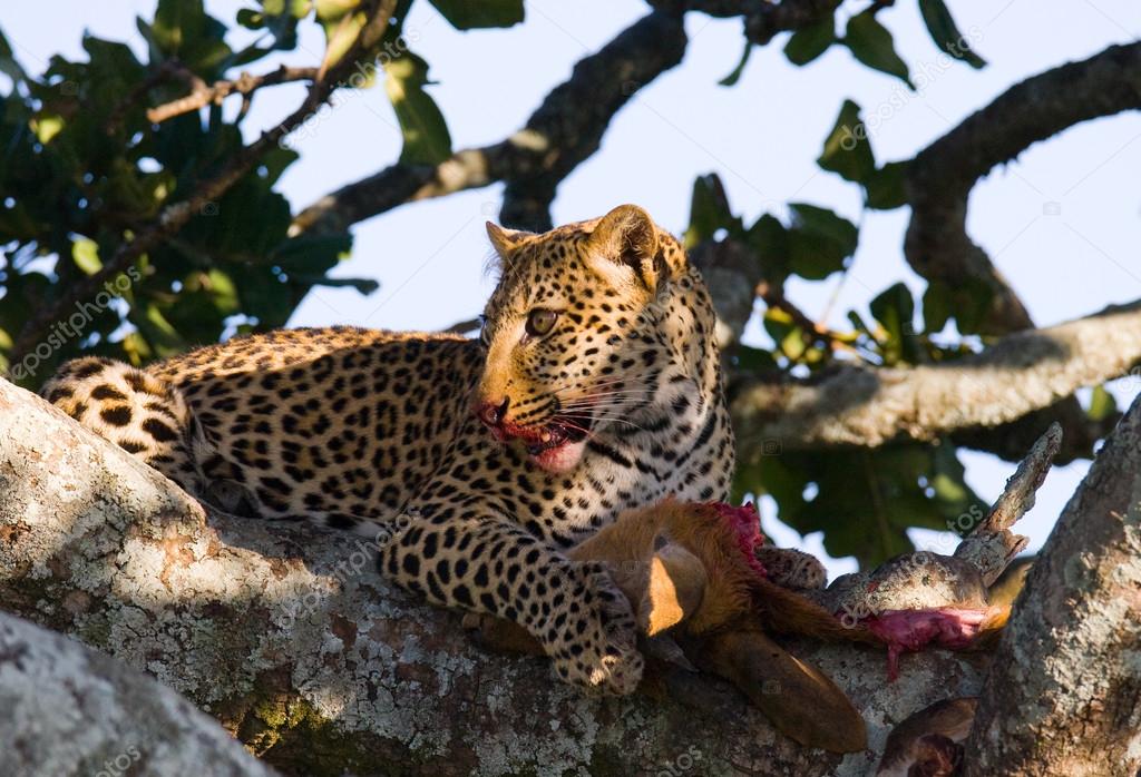 Leopard eating meat of dead animal — Stock Photo © GUDKOVANDREY #96524798