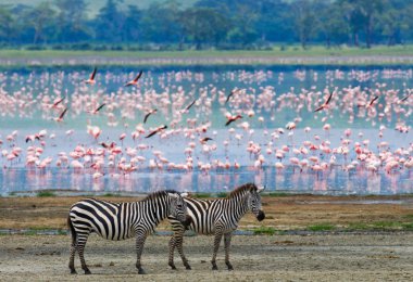 Arka plan flamingo iki zebras.