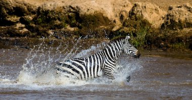 zebra crossing the river Mara clipart