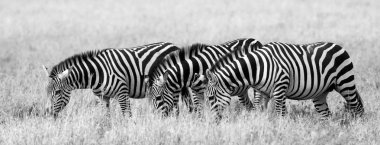 Zebralar Savannah grubu