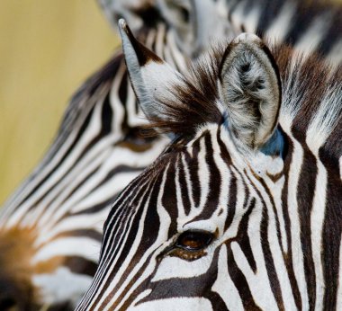 Zebranın portresini kapat